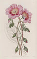 Calandrinia décolorée - Sydenham Edwards — Ansicht des Kunstwerks