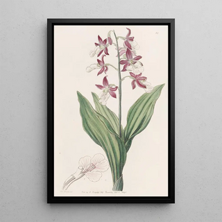 Sydenham Edwards - Discoloured Fairbloom.webp