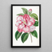 Camélia du Japon de Donckelaer - Sydenham Edwards — gerahmtes Bild an der Wand