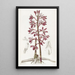 Dipodium tacheté - Sydenham Edwards — gerahmtes Bild an der Wand