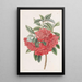 Azalée rouge double d'Inde - Sydenham Edwards — gerahmtes Bild an der Wand