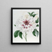 Pivoine arbustive double blanche - Sydenham Edwards — gerahmtes Bild an der Wand