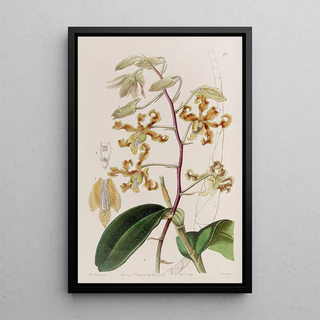 Sydenham Edwards - Dullcoloured Dendrobium.webp