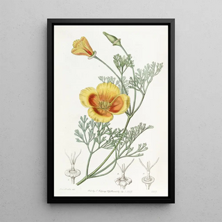 Sydenham Edwards - Dwarf Chryseis.webp