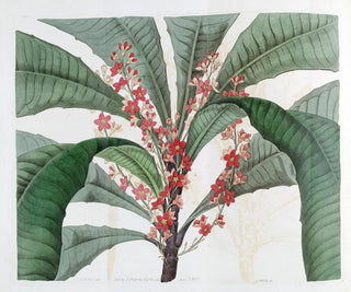 Elegantes Gemälde Clavija - Sydenham Edwards — Ansicht des Kunstwerks