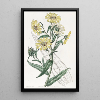 Sydenham Edwards - Elegant Madia.webp