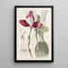 Lycaste à fleurs régulières - Sydenham Edwards — gerahmtes Bild an der Wand