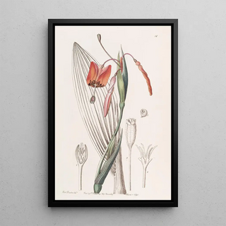 Sydenham Edwards - Flamecoloured Stiffstalk.webp