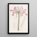 Calostemma Farbe Haut - Sydenham Edwards — gerahmtes Bild an der Wand