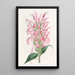 Justicia couleur chair - Sydenham Edwards — gerahmtes Bild an der Wand