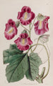 Martynie odorante - Sydenham Edwards — Ansicht des Kunstwerks