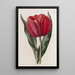 Tulpe von Gesner - Sydenham Edwards — gerahmtes Bild an der Wand