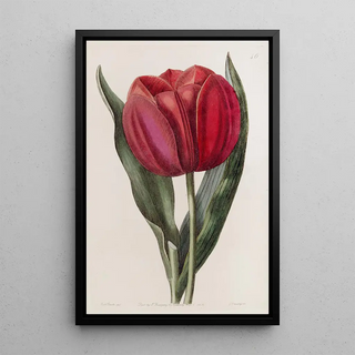 Sydenham Edwards - Gesners Tulip.webp