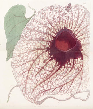 Sydenham Edwards - Giant Birthwort.webp
