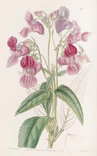 Sydenham Edwards - Glandular Balsam.webp