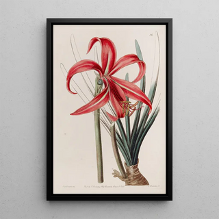 Sydenham Edwards - Glaucous Jacobean Lily.webp