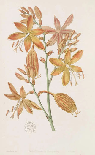 Sydenham Edwards - Golden Tritonia.webp