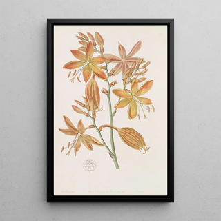 Sydenham Edwards - Golden Tritonia.webp