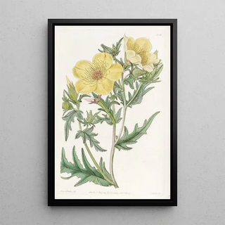 Sydenham Edwards - Goldenflowered Bartonia.webp