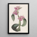 Tradescantia mit tropfenden Verbindungen - Sydenham Edwards — gerahmtes Bild an der Wand