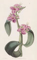 Tradescantia mit tropfenden Verbindungen - Sydenham Edwards — Ansicht des Kunstwerks
