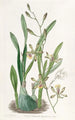 Épidendrum gracieux - Sydenham Edwards — Ansicht des Kunstwerks