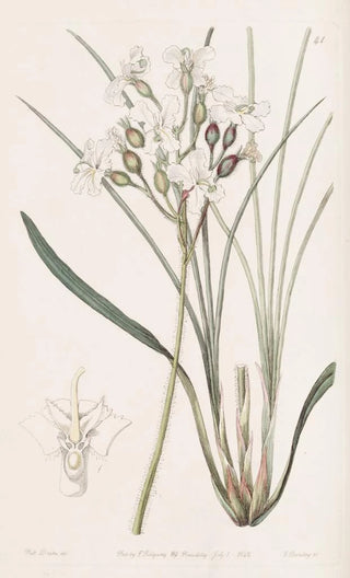 Sydenham Edwards - Hairy Stylewort.webp