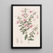 Tetratheca velue - Sydenham Edwards — gerahmtes Bild an der Wand