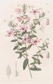 Tetratheca velue - Sydenham Edwards — Ansicht des Kunstwerks