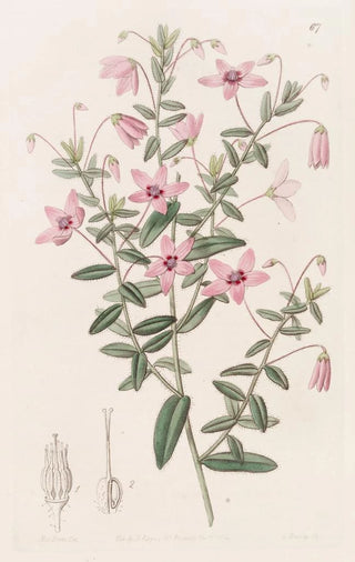 Sydenham Edwards - Hairy Tetratheca.webp