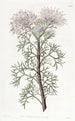 Isopogon eleganter - Sydenham Edwards — Ansicht des Kunstwerks