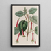 Fuchsia à feuilles cordées - Sydenham Edwards — gerahmtes Bild an der Wand