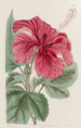 Hibiscus cameronifulgens - Sydenham Edwards — Ansicht des Kunstwerks