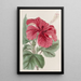 Hibiscus cameronifulgens - Sydenham Edwards — gerahmtes Bild an der Wand