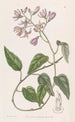 Solanum à pétales crochus - Sydenham Edwards — Ansicht des Kunstwerks