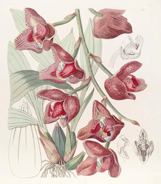 Sydenham Edwards - Humboldts Peristeria.webp