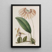 Cirrhopetalum insulare - Sydenham Edwards — gerahmtes Bild an der Wand