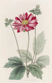 Anemone du Japon - Sydenham Edwards — Ansicht des Kunstwerks