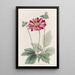 Anemone du Japon - Sydenham Edwards — gerahmtes Bild an der Wand