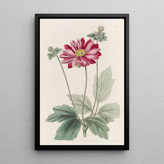 Sydenham Edwards - Japanese Anemone.webp