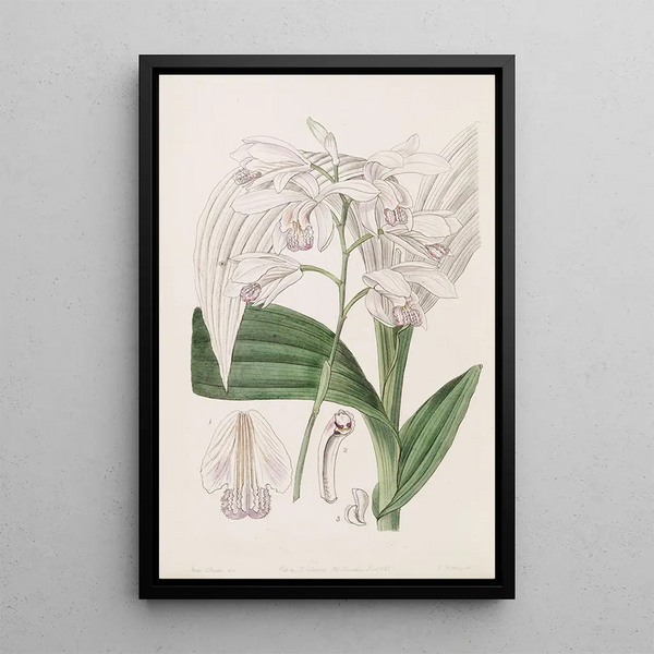 Sydenham Edwards - Japanese Bletia.webp
