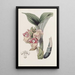 Acanthophippium javanais - Sydenham Edwards — gerahmtes Bild an der Wand