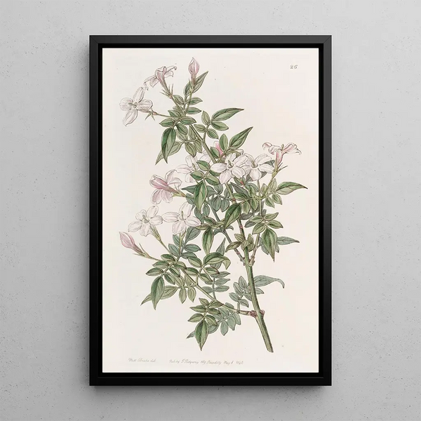 Jasmin apparenté - Sydenham Edwards — gerahmtes Bild an der Wand