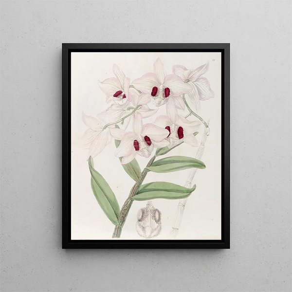 Sydenham Edwards - Lady Dalhousies Dendrobium.webp