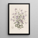 Campanule Laeflings - Sydenham Edwards — gerahmtes Bild an der Wand