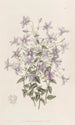 Campanule Laeflings - Sydenham Edwards — Ansicht des Kunstwerks