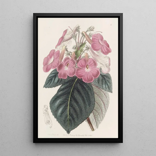 Sydenham Edwards - Largeflowered Achimenes.webp