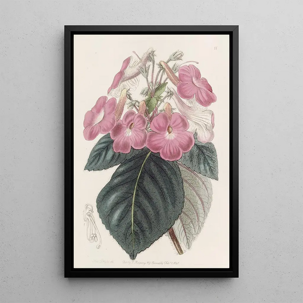 Sydenham Edwards - Largeflowered Achimenes.webp