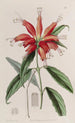 Blushwort à grandes fleurs - Sydenham Edwards — Ansicht des Kunstwerks