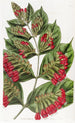 Combretum à grandes fleurs - Sydenham Edwards — Ansicht des Kunstwerks